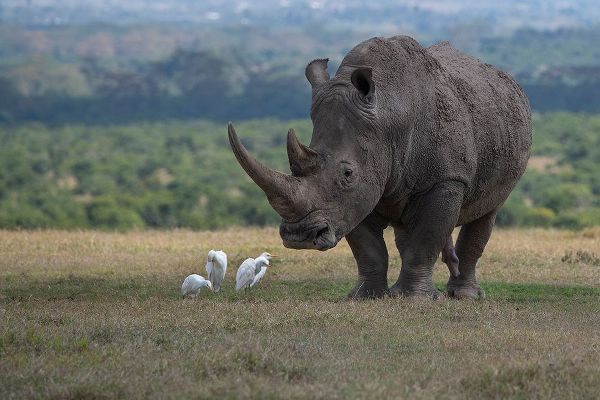 Hopkins, Cindy Miller 아티스트의 Africa-Kenya-Ol Pejeta-Southern white rhinoceros-Ceratotherium simum simum-with cattle egrets작품입니다.